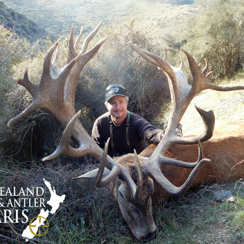 Club New Zealand Red Stag 443 sci