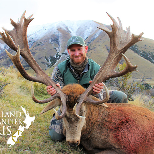 Late Season Club NZ Red Stag 390sci