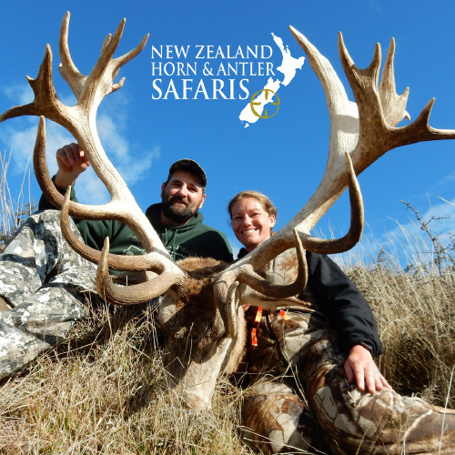 Club New Zealand Red Stag 
