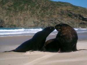Young Sea Lion and Adult Catlins