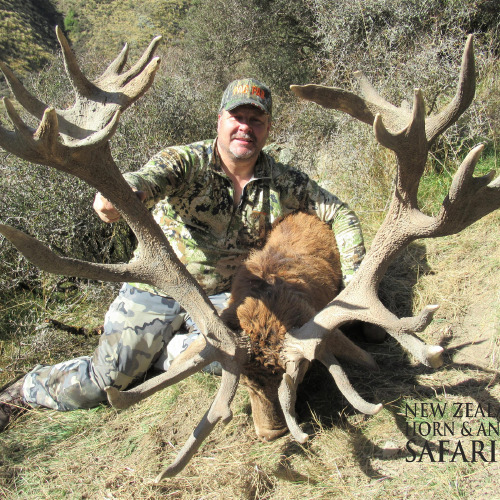 Club New Zealand Red Stag