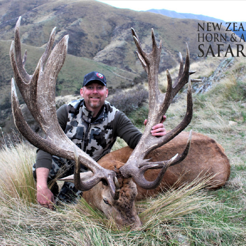 Club New Zealand Red Stag