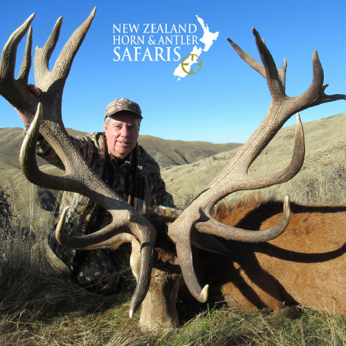 New Zealand Red Stag