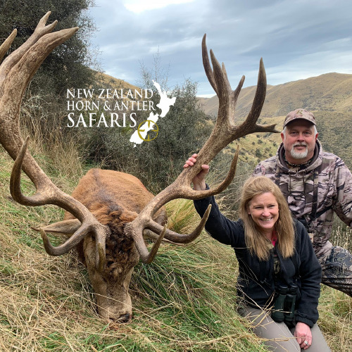 New Zealand Red Stag