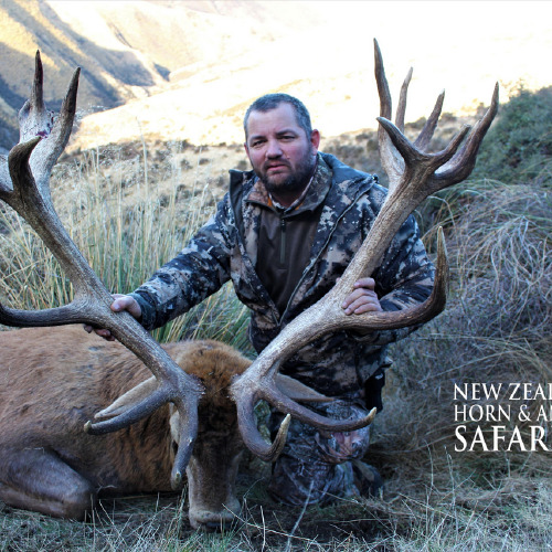 New Zealand Red Stag