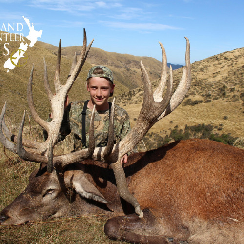 New Zealand Red Stag