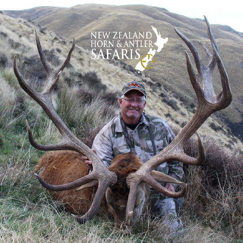 New Zealand Red Stag