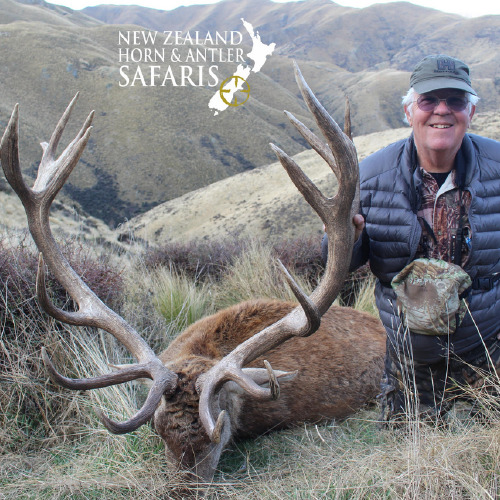 New Zealand Red Stag