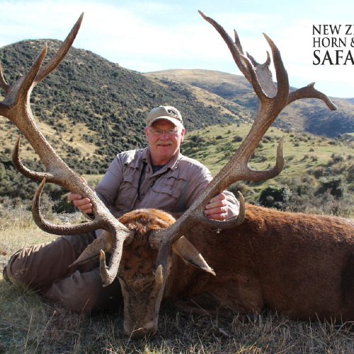 New Zealand Red Stag