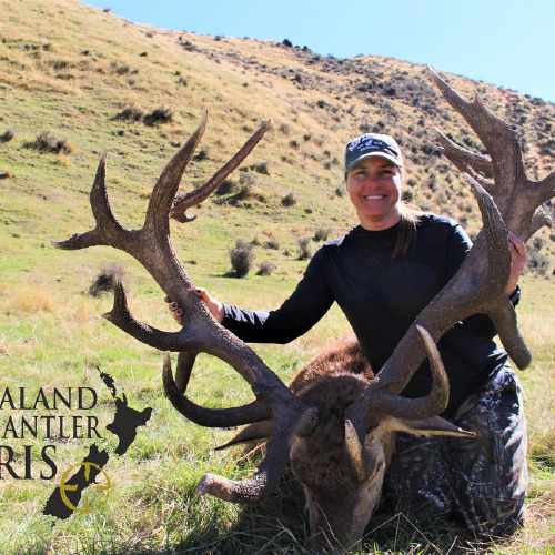 New Zealand Red Stag