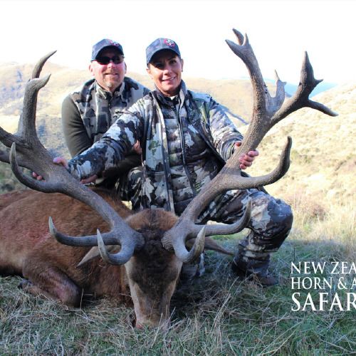 New Zealand Red Stag