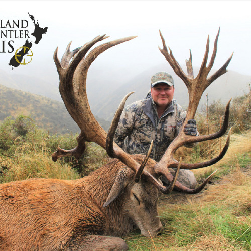 New Zealand Red Stag 441 to 480sci