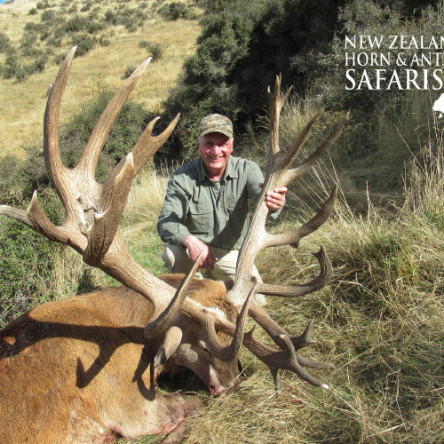 New Zealand Red Stag 441 to 480sci