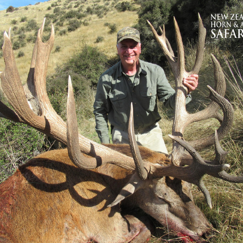 New Zealand Red Stag 441 to 480sci