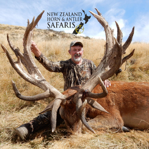 New Zealand Red Stag 441 to 480sci