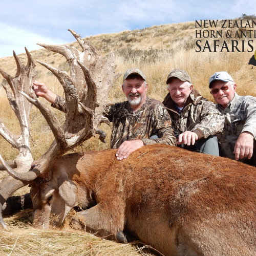 New Zealand Red Stag 441 to 480sci