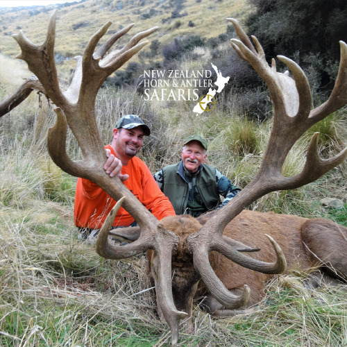 New Zealand Red Stag 441 to 480sci