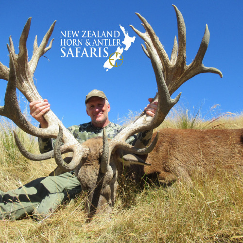 New Zealand Red Stag 441 to 480sci