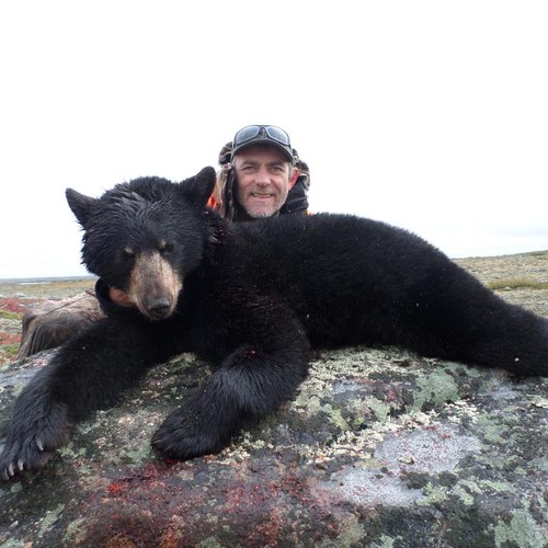 Bear Yukon
