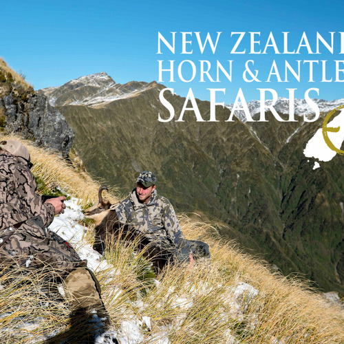 Alpine Chamois