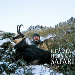 Alpine Chamois