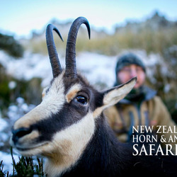 Alpine Chamois