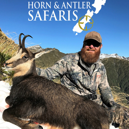 Alpine Chamois