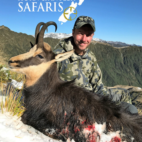 Alpine Chamois