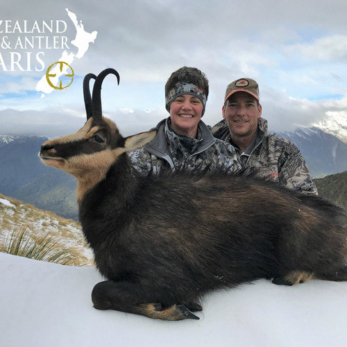 Alpine Chamois