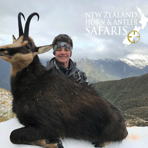 Alpine Chamois