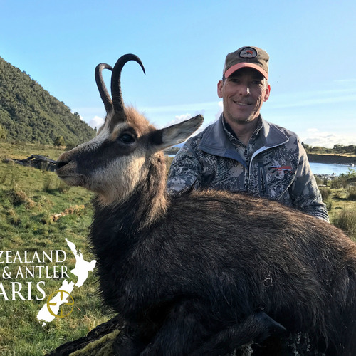 Alpine Chamois