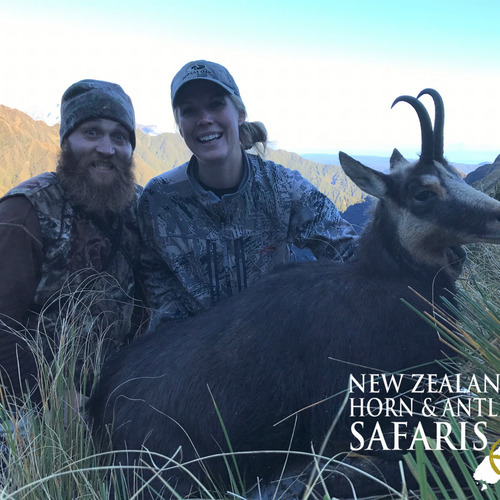 Alpine Chamois