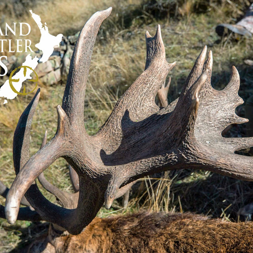 Club New Zealand Red Stag 438 sci