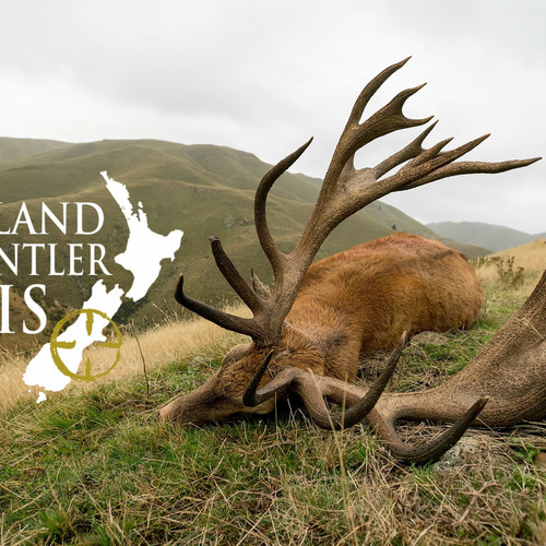 Club New Zealand Red Stag 422 sci