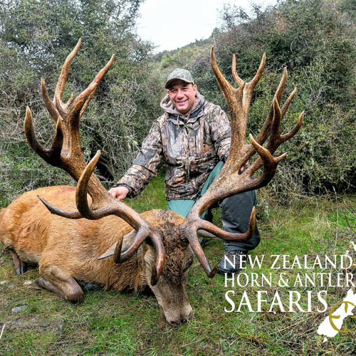 Club New Zealand Red Stag 438 sci