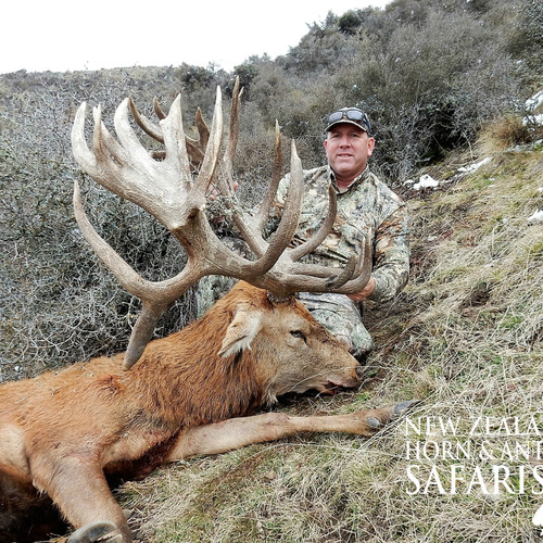 Club New Zealand Red Stag 411 sci