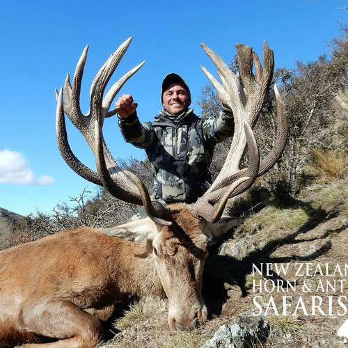 Club New Zealand Red Stag 397 sci