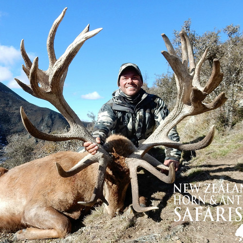 Club New Zealand Red Stag 397 sci