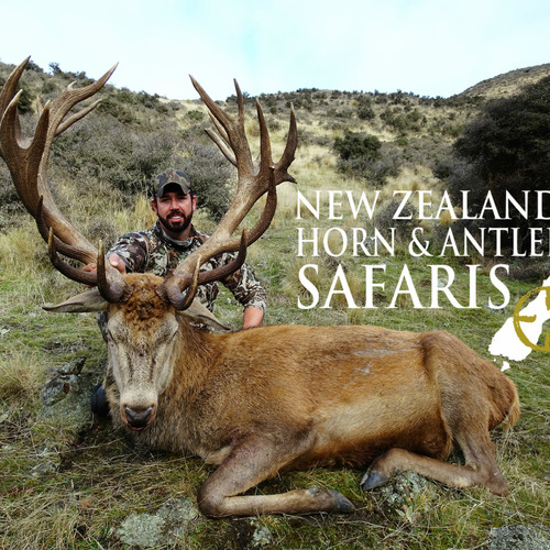 NZ Red Stag 320 - 360