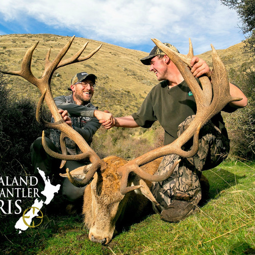 NZ Red Stag 320 - 360