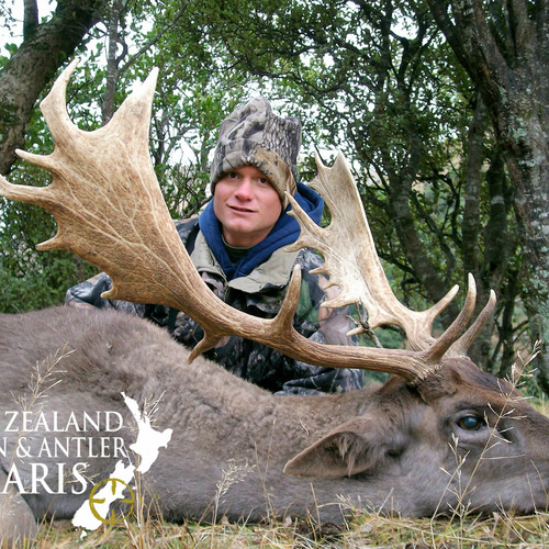 Fallow Buck