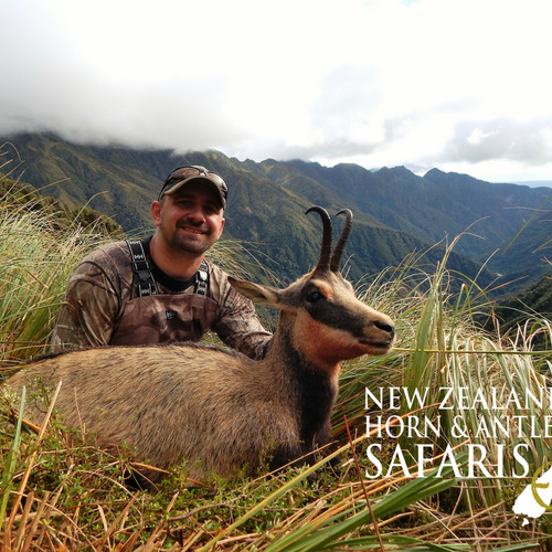 Alpine Chamois