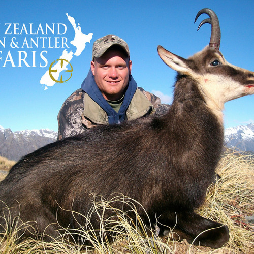 Alpine Chamois