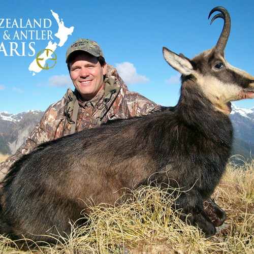Alpine Chamois