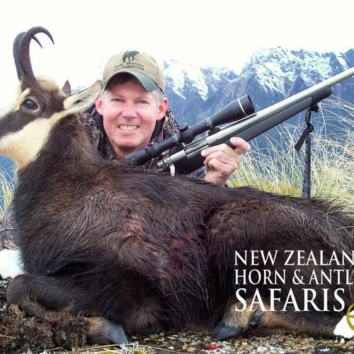 Alpine Chamois