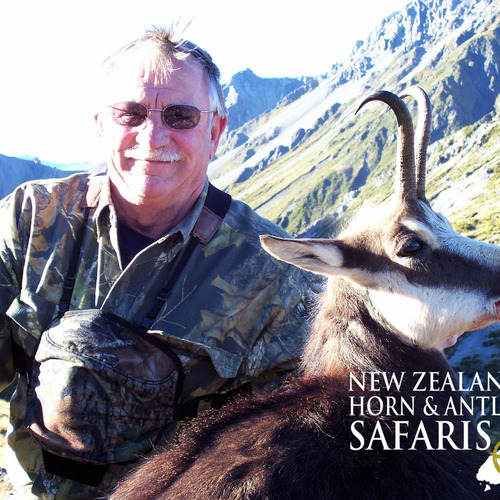 Alpine Chamois