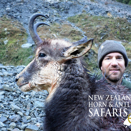 Alpine Chamois