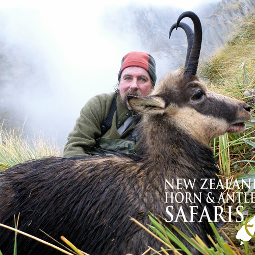 Alpine Chamois