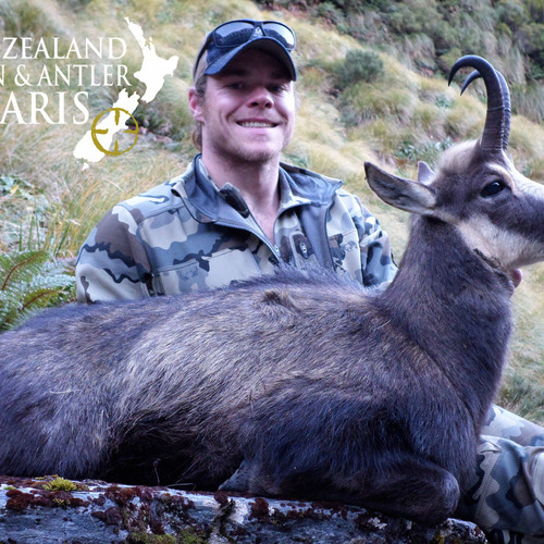 Alpine Chamois