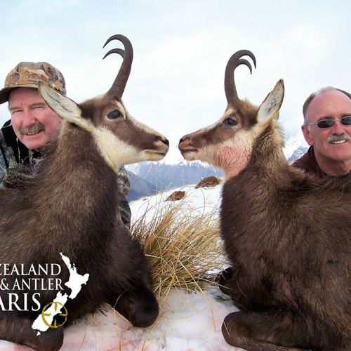 Alpine Chamois